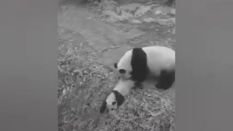 Funny Panda Compilation Video