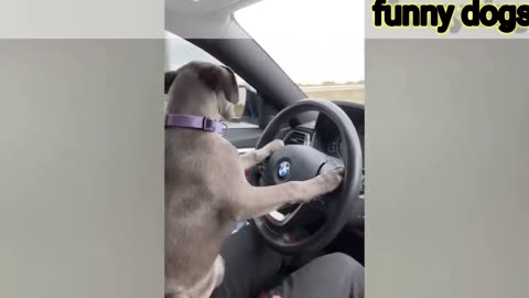 You Won't Believe What These Dogs & Cats Do In This Hilarious Video!