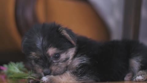 Funny yorkshire terrier puppy is played at home