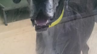 Great Dane "Claps" With Jowls