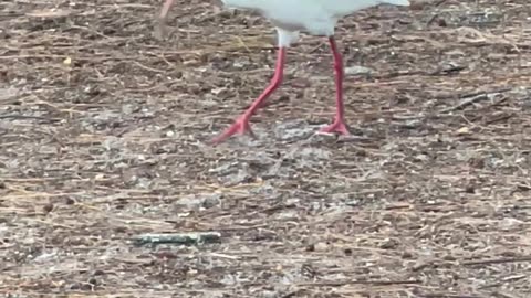 One of the white birds in Florida 🇺🇸: white ibis ♥️