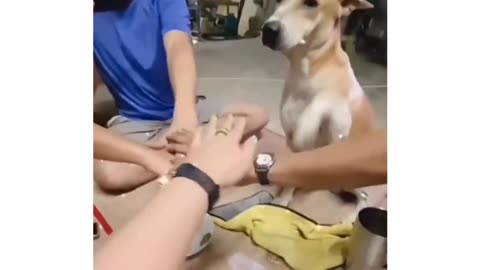 Funny dog