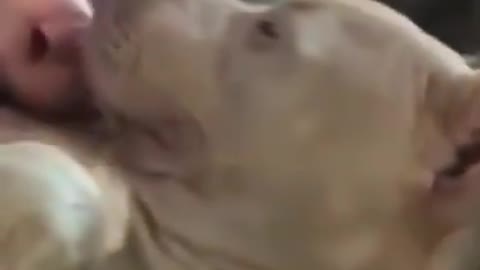 funny dog video