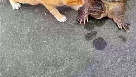 Cat 🐈 and turtle 🐢😊😊