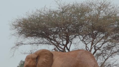 an african #elephant and its baby #shorts #viralshorts #wildanimal