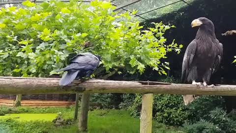 Common raven bullying a Steller's sea eagle