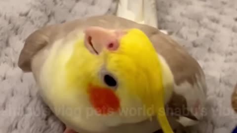 Cookie Song Cockatiel