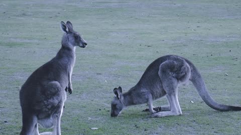 Curious Kangaroo