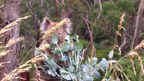 Koalas Fighting!