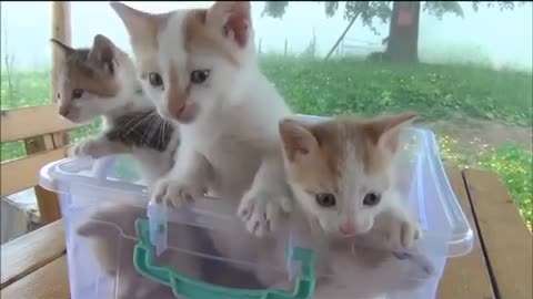 Cute kittens