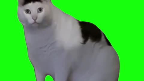 Huh Cat | Green Screen