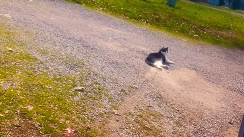 Cat Takes a Nap in a Cop Car