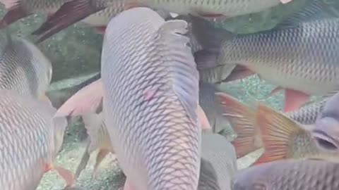 Underwater Rahu Fish video