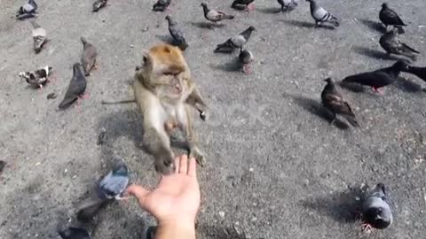 Man giving corn kernel to monkey ❤️