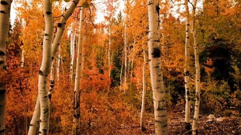 Autumn Season / Autumn Forest