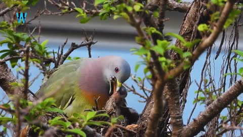 Pink-necked Green Pigeon And Sunbirds Feeding Their Chicks..