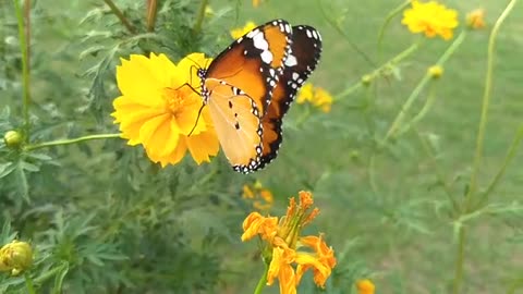 Butterfly beautiful video