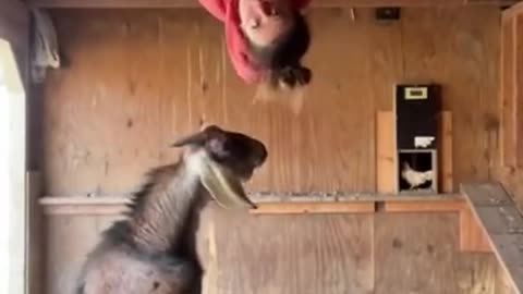 Goat doing Fun with Girl HAHA.....