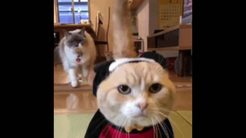 Gif video of cat dressed as a mickey