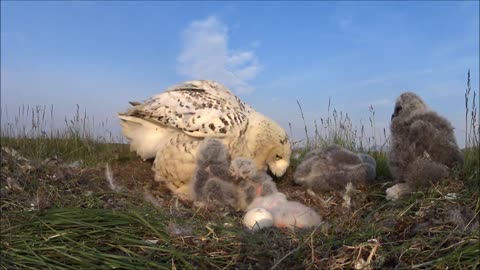 Female Snowy Owl returns to the nest after rest