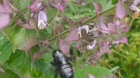 The big purple bee, back in my garden! Someone is stealing my video and posting it on YT!!!