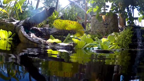 koi and goldfish pond 200806 - waterline view