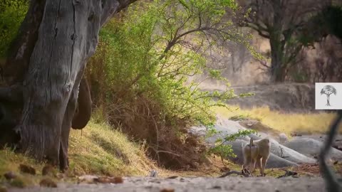 How These Baboons Trick Others Onto the Lion´s Dinner Table I Nature is Brutal