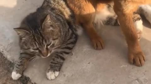 Funny cat and dog trying to do silly things