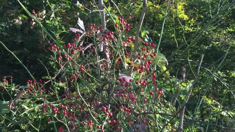 Multiflora Rose Hips for Tea and Vitamin C!