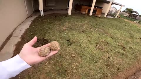 Baby Tortoises Hatching Out of the Ground-7