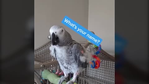 Talking Parrot Interacts Adorably With Owner