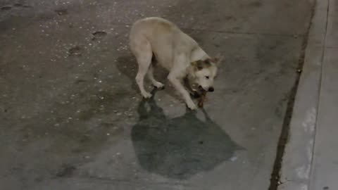 Homeless dog gets a bone in Cabo, Mexico 🇲🇽