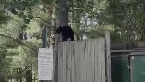 Bear Family Goes Dumpster Diving