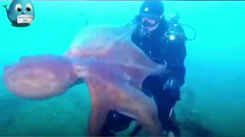 The diver was caught by an octopus