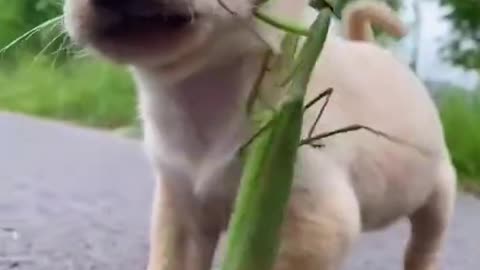 Funny cute dog and duck enjoy