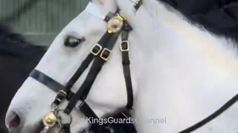 Blues and Royals Guard seen with Union Flag — The White Horse is Out