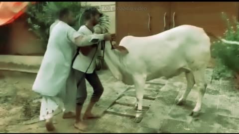 Cow Qurbani