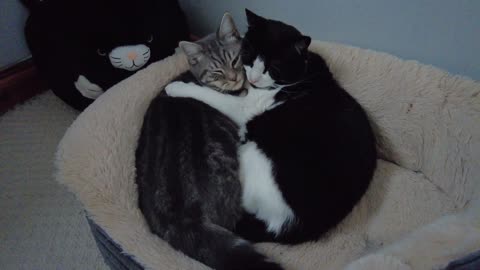 Cat Hugging & Kissing Cute Kitten