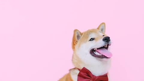 cute dog with a bow tie!