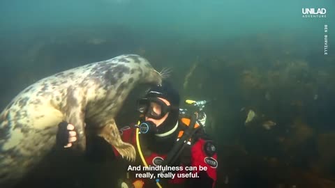 Swimming With Wild Seals