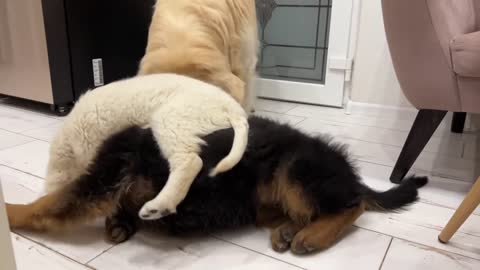 Golden Retriever Loves Playing with Puppies