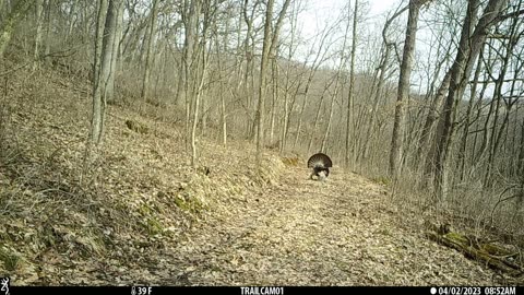 Tom turkey strutting