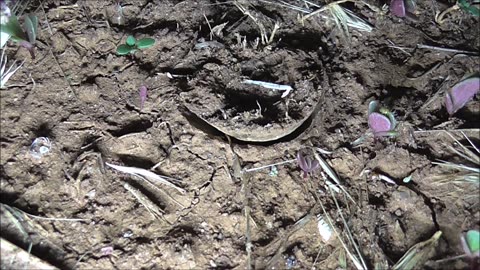 Trapdoor Spider In A Good Mood