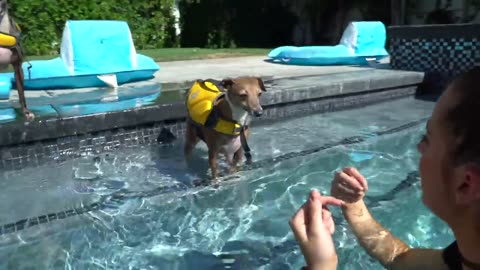 Teaching My Dogs How To Swim