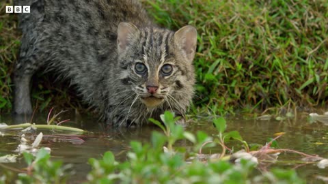 Fishing Cats : Masters of the Water | Big Cats | BBC Earth