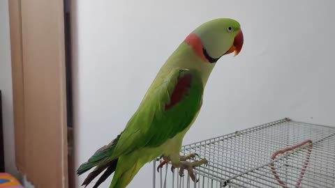 Kaccha badam Pushpa Nhi Pablo Parrot hai apni Singing ka fan p8