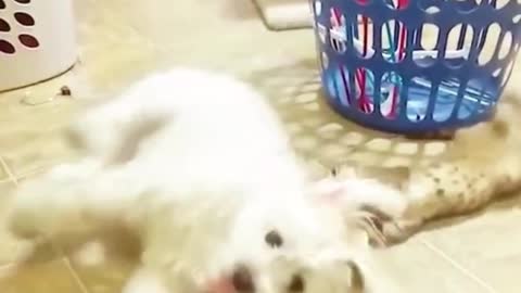 The cat plays happily with the dog