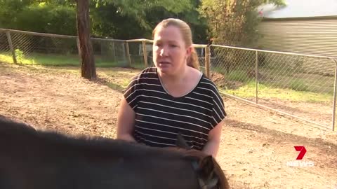 Jimboomba family fined $718 after pet pony seen eating in front yard _ 7NEWS