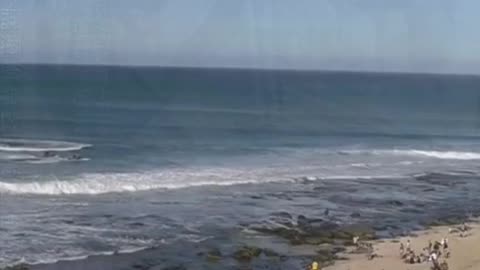 Shark attacks during live surfing competition.