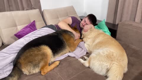 Golden Retriever and German Shepherd Wake Me Up